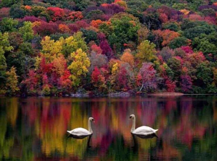 image of business Jahangir Sharifi, MD