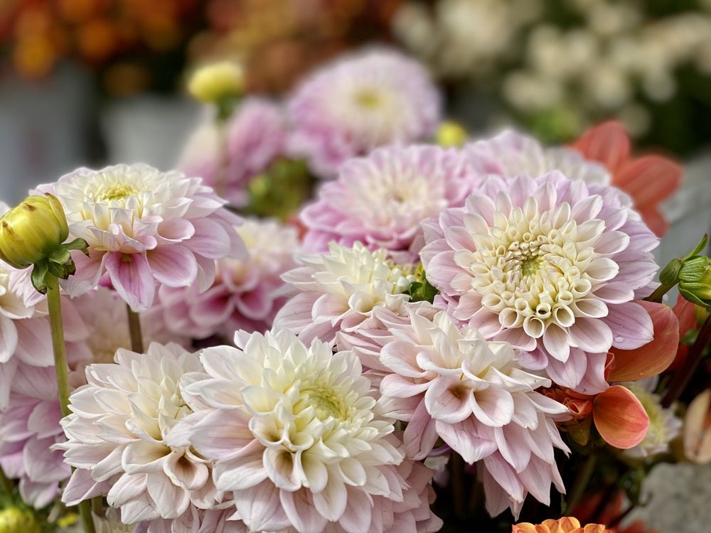 Santa Monica Farmers Markets - Sunday Main St