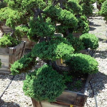 Akita Bonsai Nursery 14 Photos 11 Reviews Landscaping 8641 Photo Of Akita Bonsai Nursery Huntington Beach Ca United States A Juniper