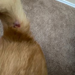 Northern Oaks Bird & Animal Hospital photo