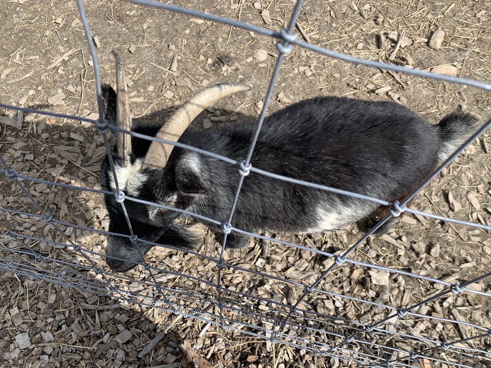 Carma Farms