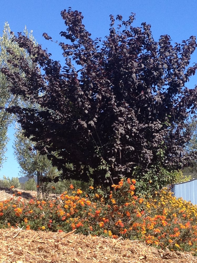 fruitless plum tree yelp fruitless plum tree yelp