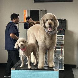 dog groomer portland maine dog groomer portland maine
