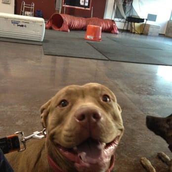 Sit Means Sit Dog Training Las Vegas Nv Sit Means Sit Dog Training Las Vegas Nv