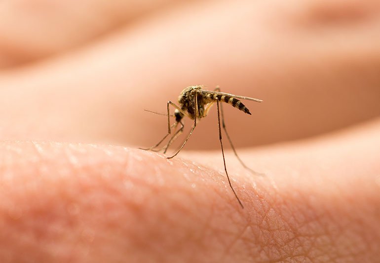 Family First Pest Defense
