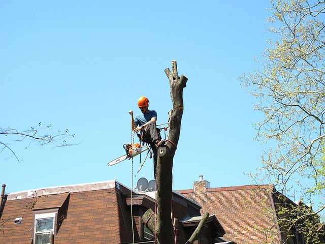 Tree Tech