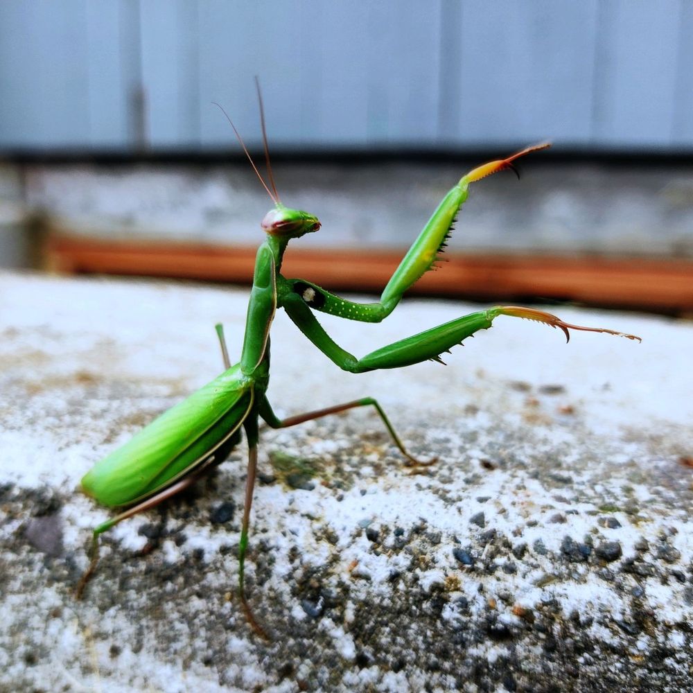 Rambo Total Pest Control