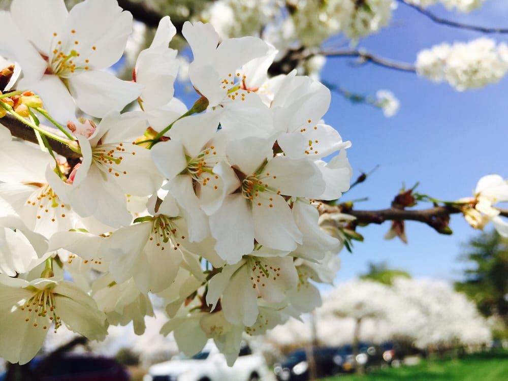 National Cherry Blossom Festival
