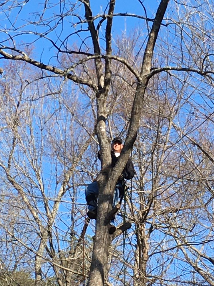 Beyond The Leaf Tree & Stump Removal
