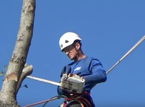 Southeast Arborist