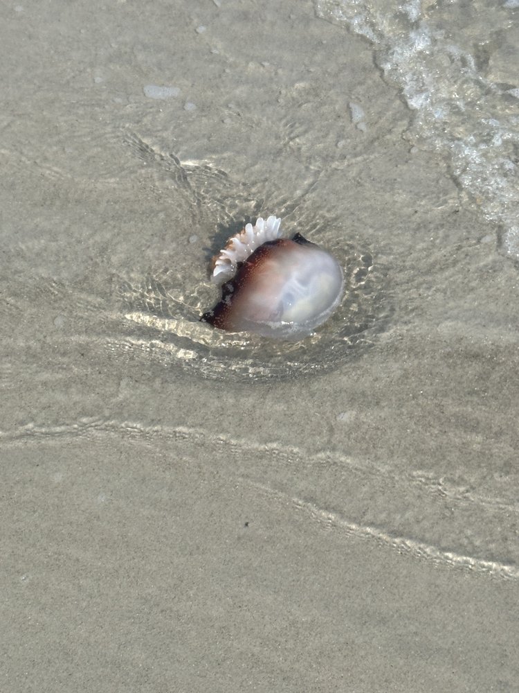 Morehead City Ferry Service