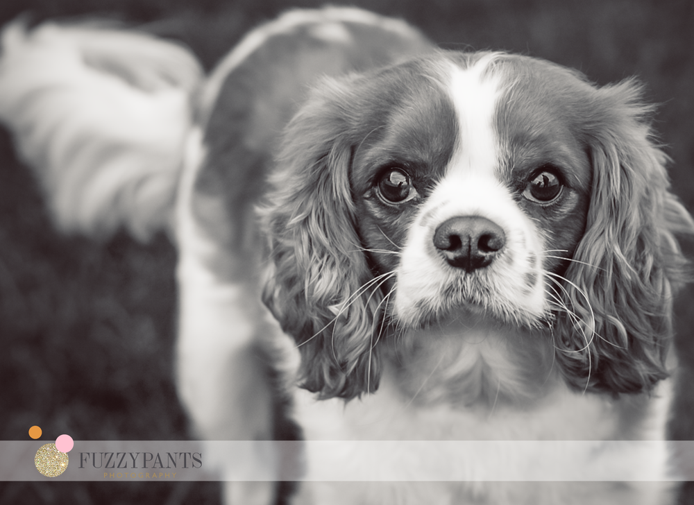 Fuzzypants Pet Photography