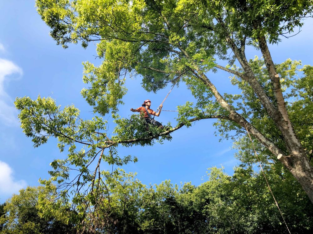 Scenic City Arborists