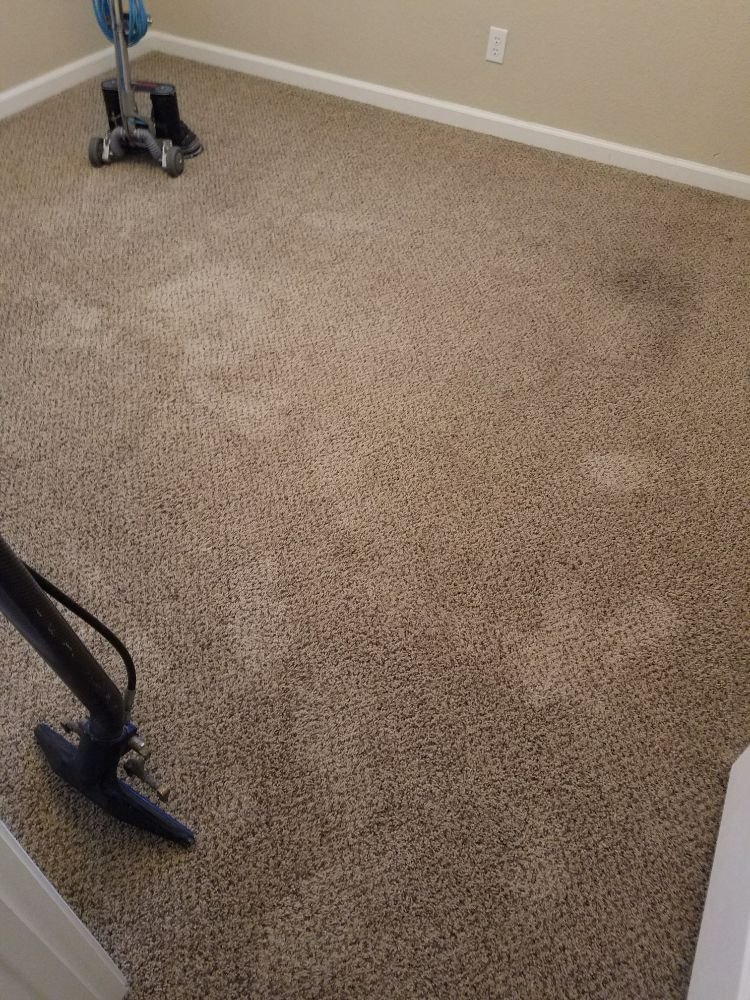 New Season Carpet Care
