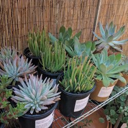 Artemisia Nursery 19 Photos 21 Reviews Nurseries Gardening Photo Of Artemisia Nursery Los Angeles Ca United States Dudleya Section