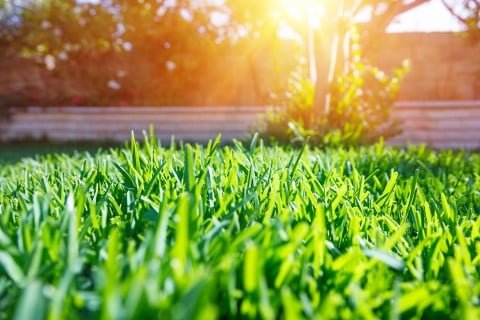 Greenup Turf Care