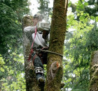 Any Time Tree Specialist
