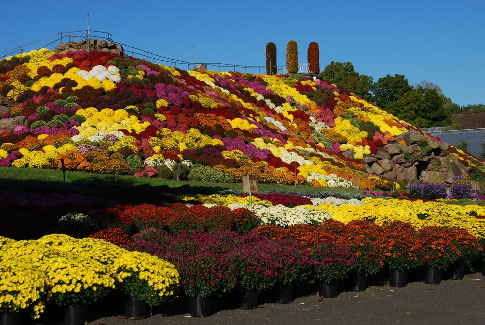 Mountain is perfect so visit this week. Yelp