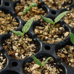 Tree Amigos Growers 18 Photos Nurseries Gardening 10900 Sw Photo Of Tree Amigos Growers Davie Fl United States Healthy Pepper Babies