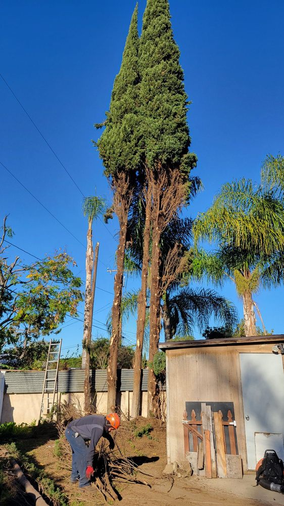 Dr Rogers Tree Service