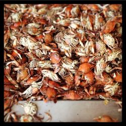 The Best 10 Seafood Restaurants In Washington Dc With Prices Captain White S Seafood