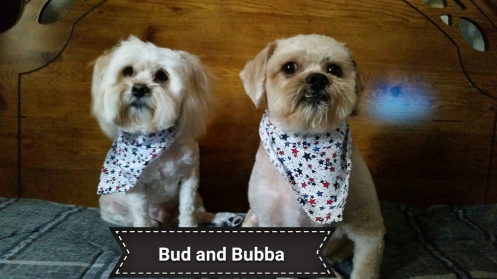Pup N Suds 11 Reviews Pet Groomers 3411 Arlington Ave, Riverside