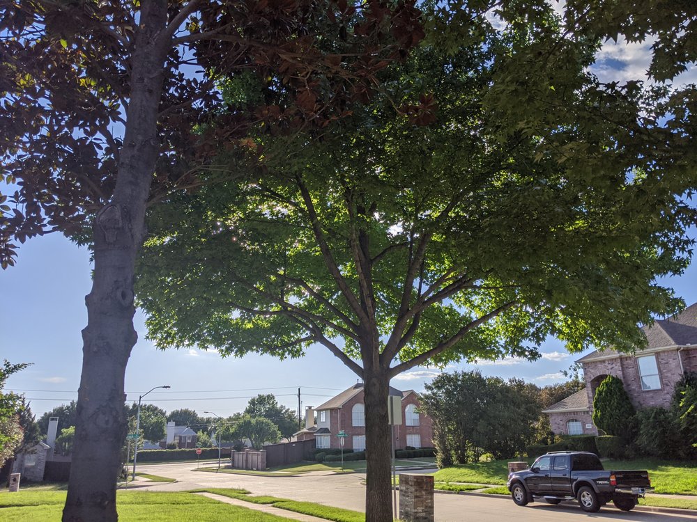 BNM Tree Services