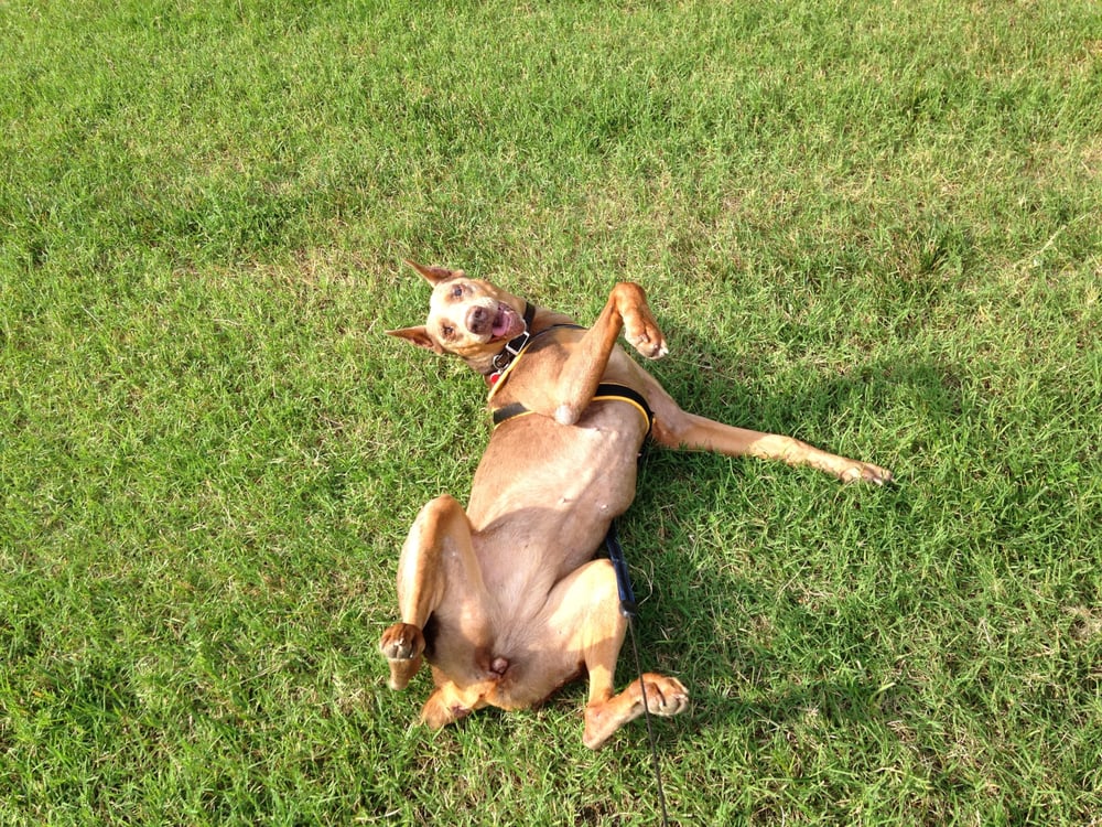 Bush Veterinary Neurology Service