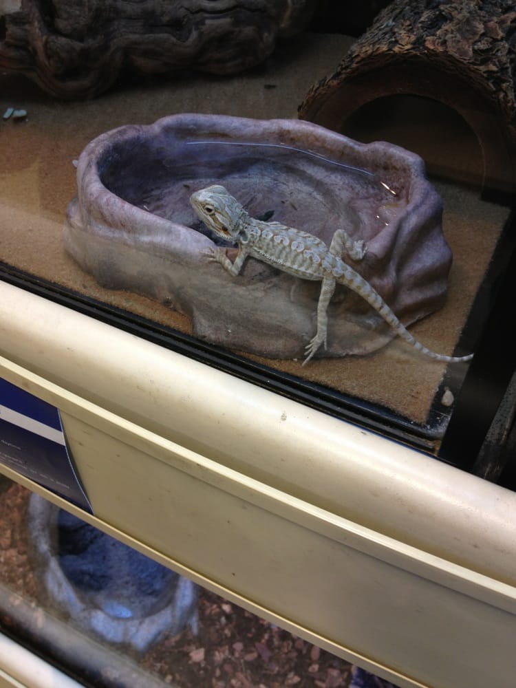 Super cute Bearded Dragon baby Yelp