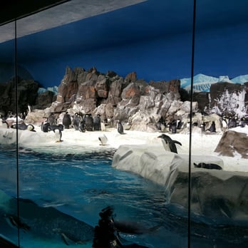 Penguin Experiences Tour at Sea World - 113 Photos & 28 Reviews