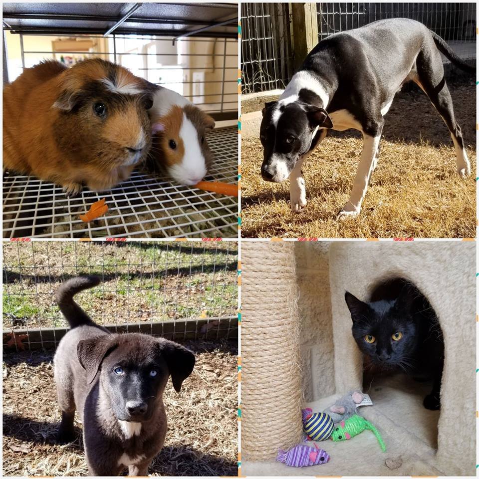 Happy Dog Retreat Pet Groomers 733 Elliott Family Pkwy, Dawsonville