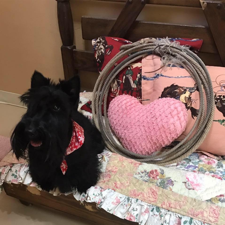 Parkland Kennel 10 Reviews Pet Training 615 Pitts Rd, Richmond