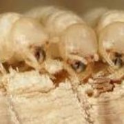 Walnut Valley Pest Control 16 Reviews 616 Armitos Eary Termite Pest Service