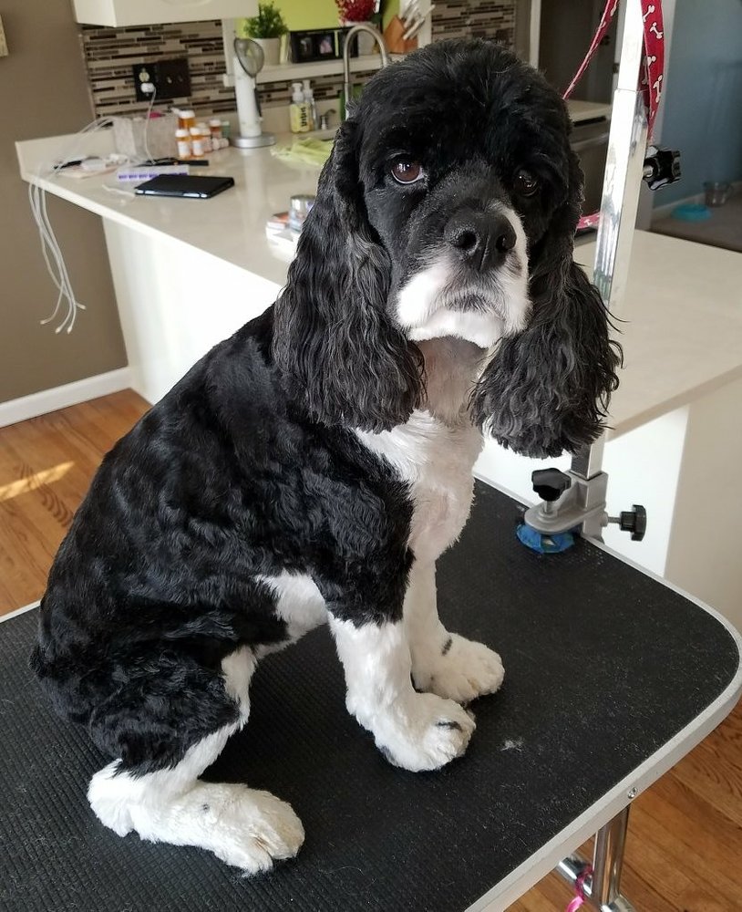 Under Your Woof Dog Grooming - Pet Groomers - Wentzville, MO - Phone Number - Yelp