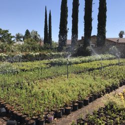 Macias Nursery 15 Photos Nurseries Gardening 15594 Bledsoe Photo Of Macias Nursery Sylmar Ca United States