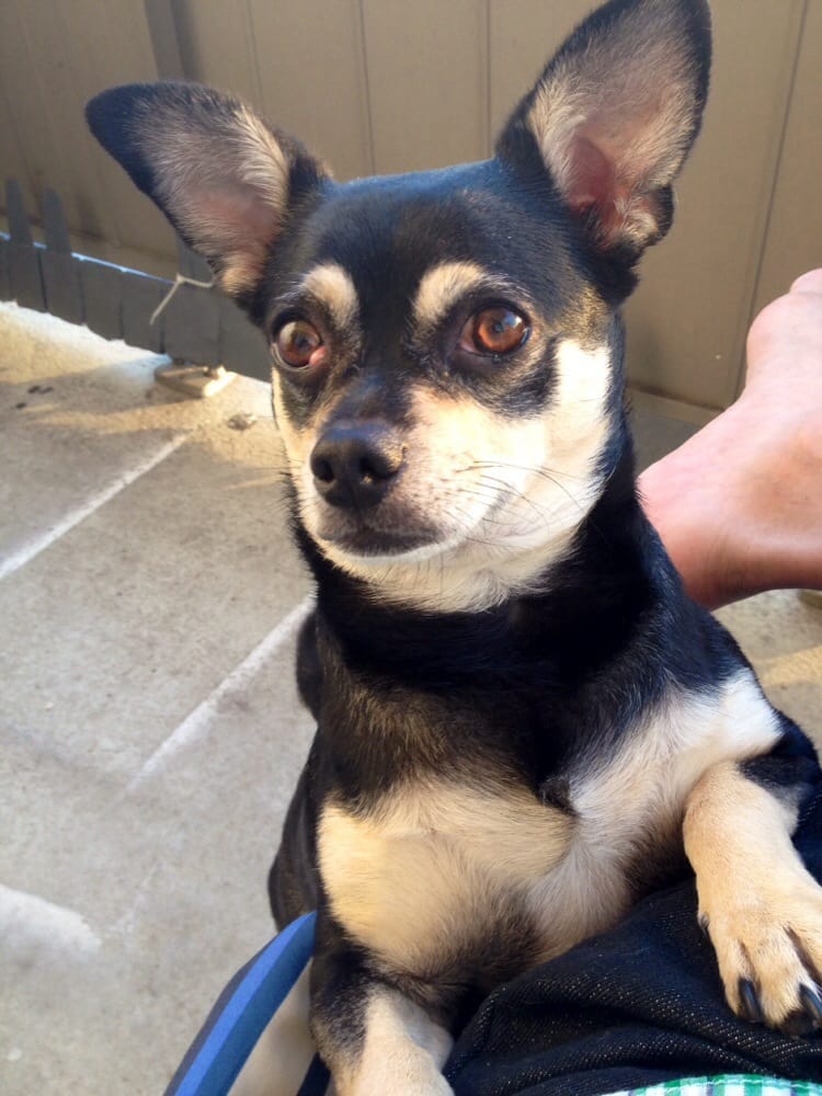 Toronto Animal Services North Shelter Animal Shelters 1300 Sheppard