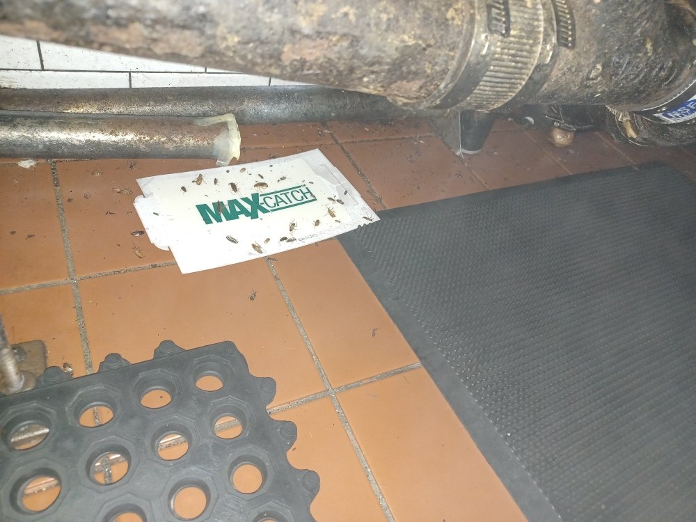 Libra Pest Services