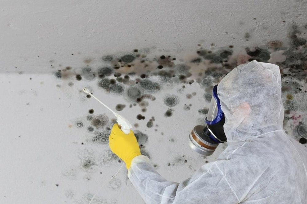 Breathe Easy Mold Removal