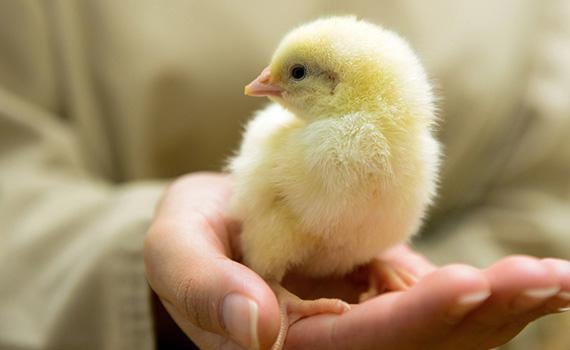 Three Kings Poultry