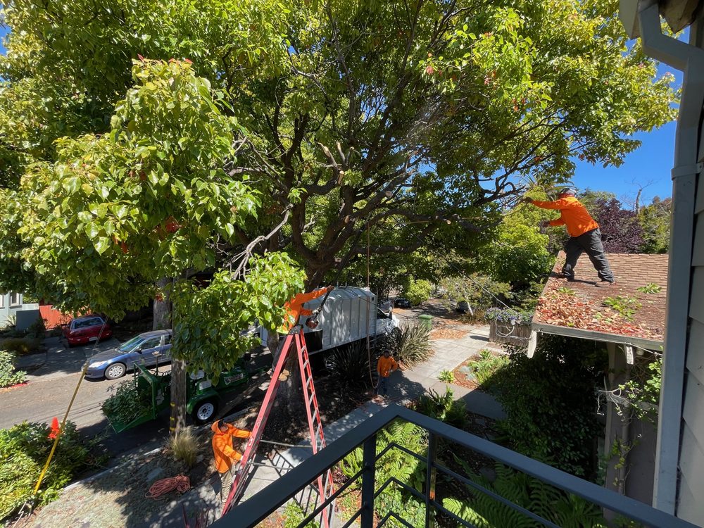 Moreno Tree Service