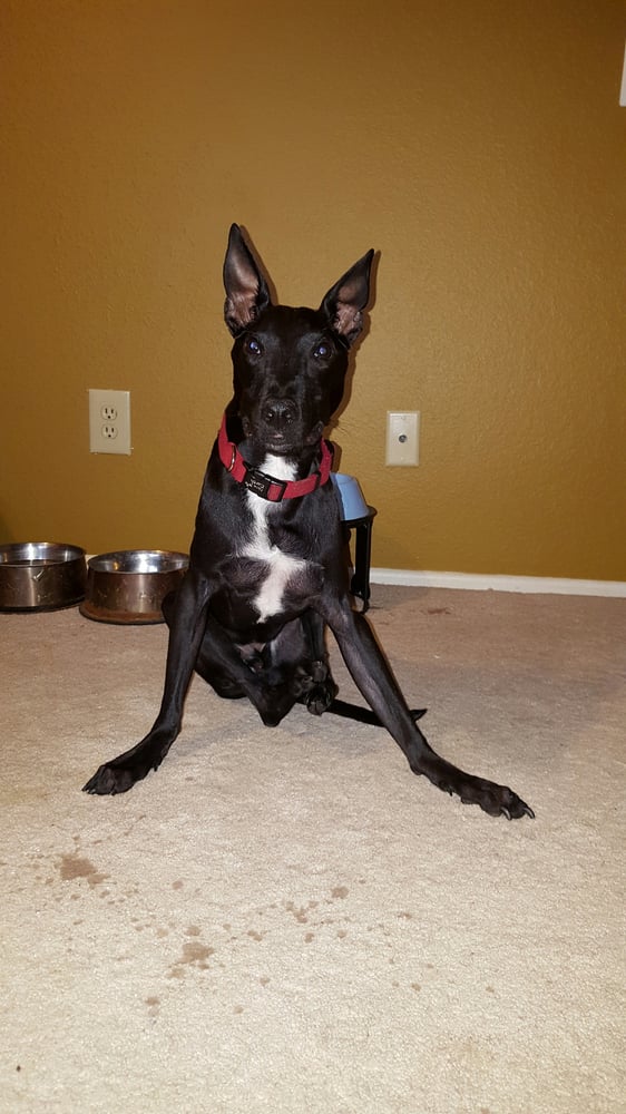 Mini Mighty Mutts Animal Shelters Phoenix, AZ Phone Number Yelp