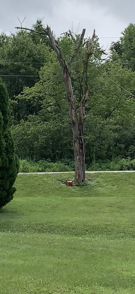 Timber Taskforce Tree Service