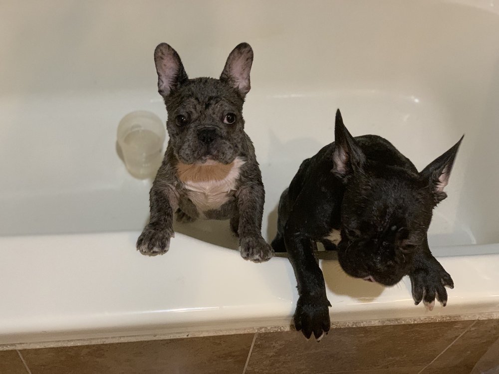Shots For Pets
