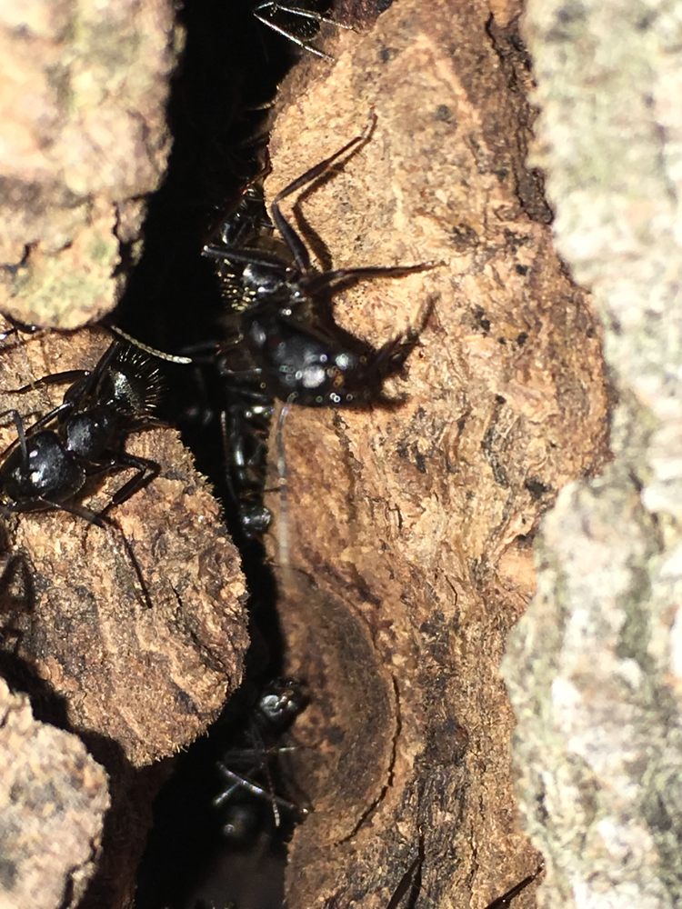 Pal Pest Management