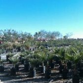 Yuma Nursery Supply 15 Photos Nurseries Gardening 4405 S Photo Of Yuma Nursery Supply Az United States