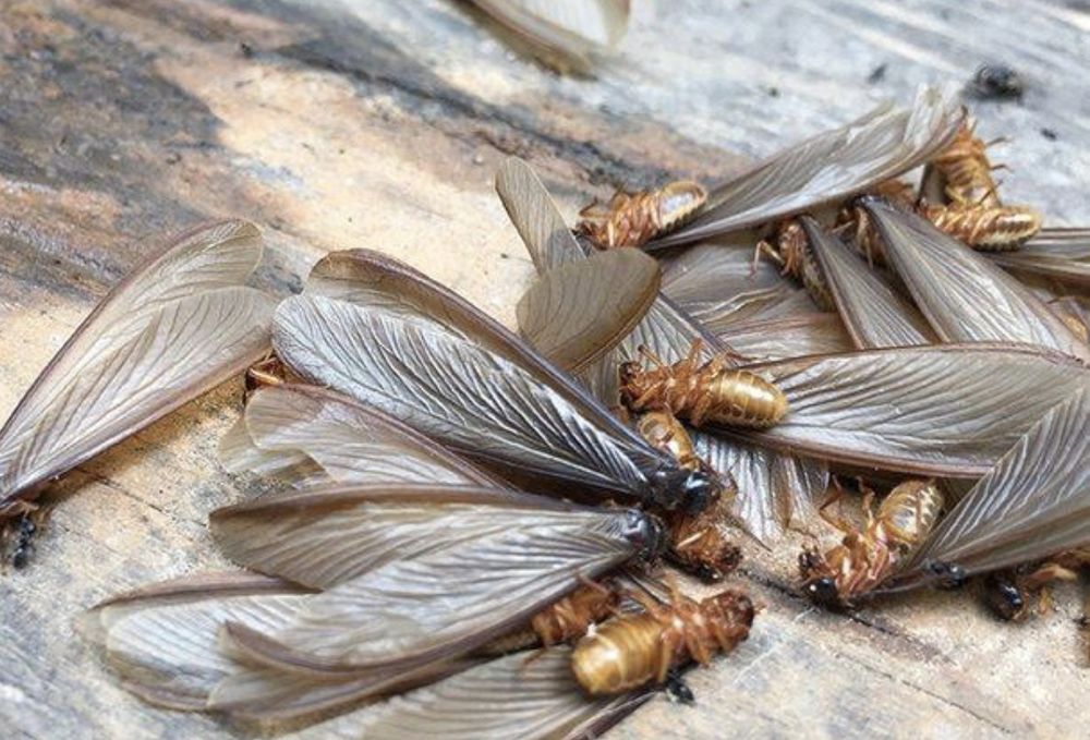 Vital Signs Termite and Pest Control
