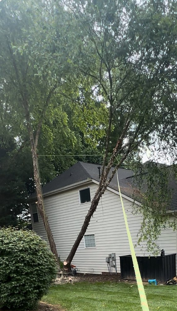 Falcon Tree Service