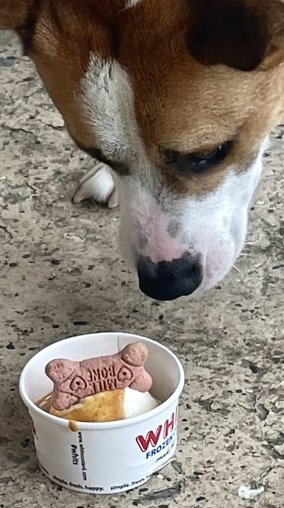 Whit's Frozen Custard - Asheville