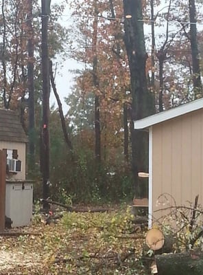 Tree Service Salisbury  Photo of AA Tree Service - Salisbury, MD, United States