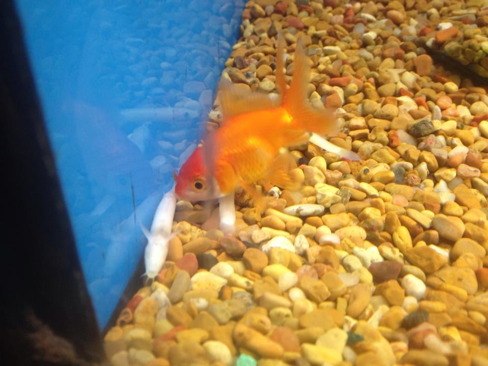 Dead Betta Fish In Some Kind Of Yellow Water Yelp